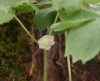 Show product details for Podophyllum peltatum